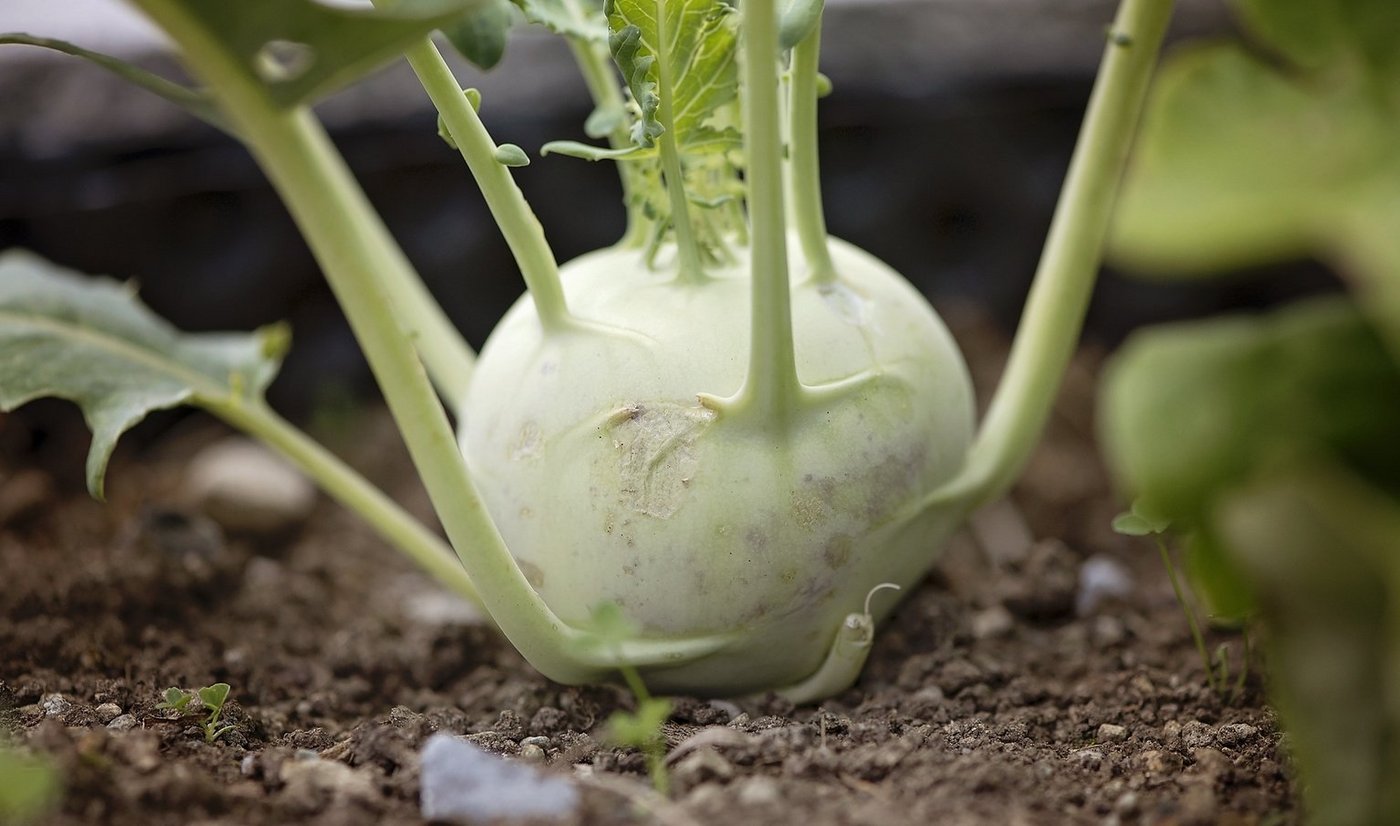 Kohlrabi aus der Schweiz gibt es von April bis November. (Bild pd) 