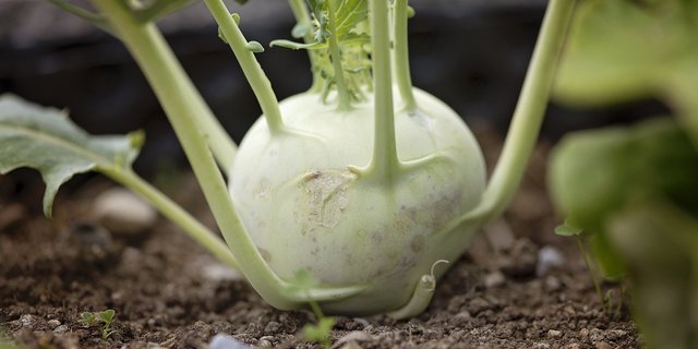 Kohlrabi aus der Schweiz gibt es von April bis November. (Bild pd) 