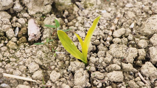 Der Mais ist am Auflaufen und das erste Blatt ist sichtbar. Eine Herbizidbehandlung sollte erst bei wüchsigem Wetter erfolgen. (Bild LB Grangeneuve)