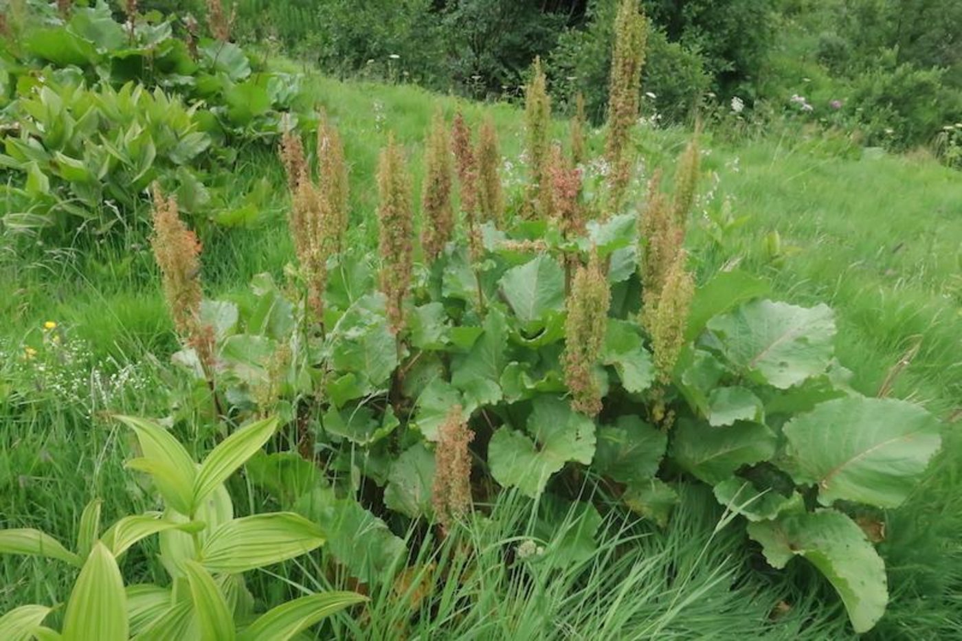 Des einen Feind, des andern Helfer: Ein Prachtsexemplar einer Blacke in Vollblüte. (Bild Esther Thalmann)