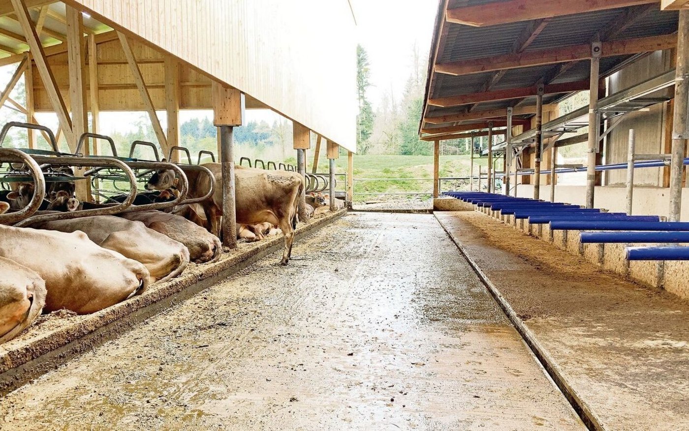 Harnrinne und erhöhter Fressplatz sind zwei mögliche emissionsmindernde Massnahmen. Hier realisiert im Musterstall von Roman Zimmermann, Merlischachen. 