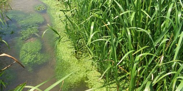 Algen spielen für Böden eine nicht unerhebliche Rolle. (Bild Pixabay)