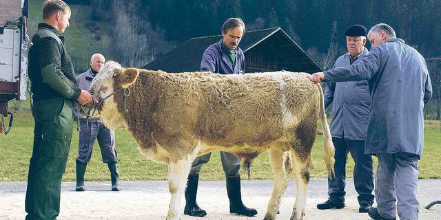 Proviande muss 323 000 Franken sparen. Proviande-Direktor Heiri Bucher will nicht ausschliessen, dass als Folge die Anzahl der öffentlichen Schlachtvieh- und Schafmärkte reduziert wird. (Bild BauZ)
