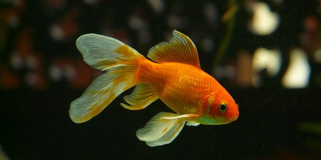 Fische seien schmerzempfindlich, stressanfällig und verfügten über aussergewöhnlich empfindsame Sinnesorgane. (Bild Pixabay)