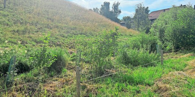 Insgesamt 100 m lang ist die gepflanzte Hecke auf dem Betrieb von Bernhard Marschall. Zum Schutz vor den Rehen mussten die Sträucher mit Stammschützen versehen werden. 