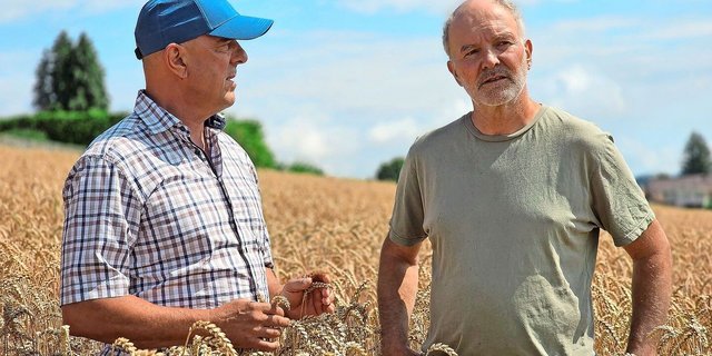 Lukas Kilcher (links) und Alfred Schädeli im Bio-Weizen. Wir haben die beiden zum Austausch – mit Blick in die Zukunft – getroffen.