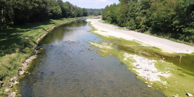 Die Thur ist bei Alten im zürcherischen Andelfingen auf eine Durchflussmenge von gerade einmal etwas mehr als 3 Kubikmeter pro Sekunde abgesunken. Zugleich bildet sich im Flachwasserbereich eine dicke Algenschicht. (Bild Roland Müller)