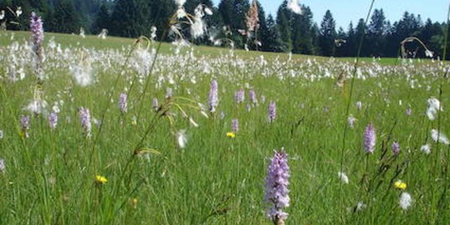Flachmoor bei Krummenachers: Wer Naturschutzflächen pflegt, soll für die Leistung abgegolten werden. (Bild wk)
