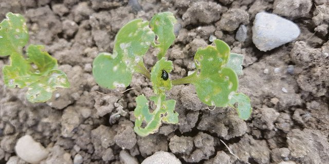 Seit dem Verbot der Saatgutbeizung mit Neonicotinoiden nimmt der Erdfloh-Druck in den Rapsbeständen zu. Mehrfache Flächenspritzungen helfen kaum noch. (Bilder Markus Hochstrasser)