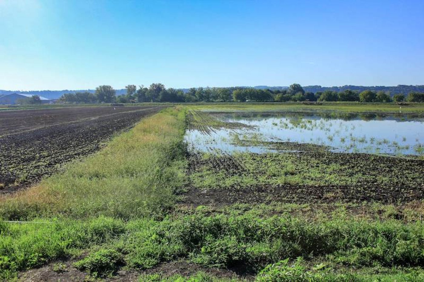 Landwirtschaft und Vogelschutz scheinen hier gut nebeneinander funktionieren zu können. (Bild Livio Rey/Vogelwarte)