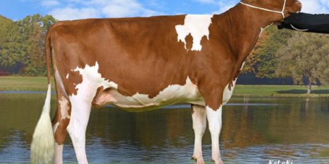 Maya ist keine Unbekannte, hat sie doch schon den Titel der Junior-Schöneuter Miss am Jungkuhchampionat 2020 gewonnen. (Bild IG SF) 