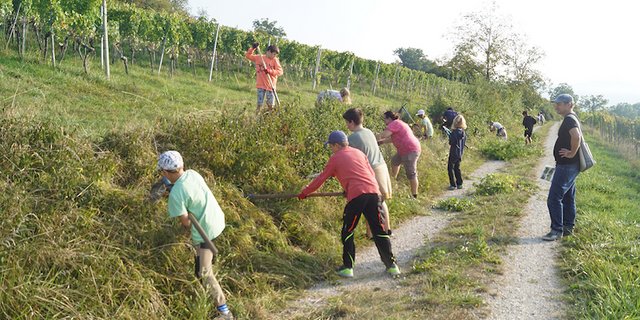 Eine Schulklasse bei der Flächenaufwertung zugunsten von Wildbienen. (Bild Regionaler Naturpark Schaffhausen)