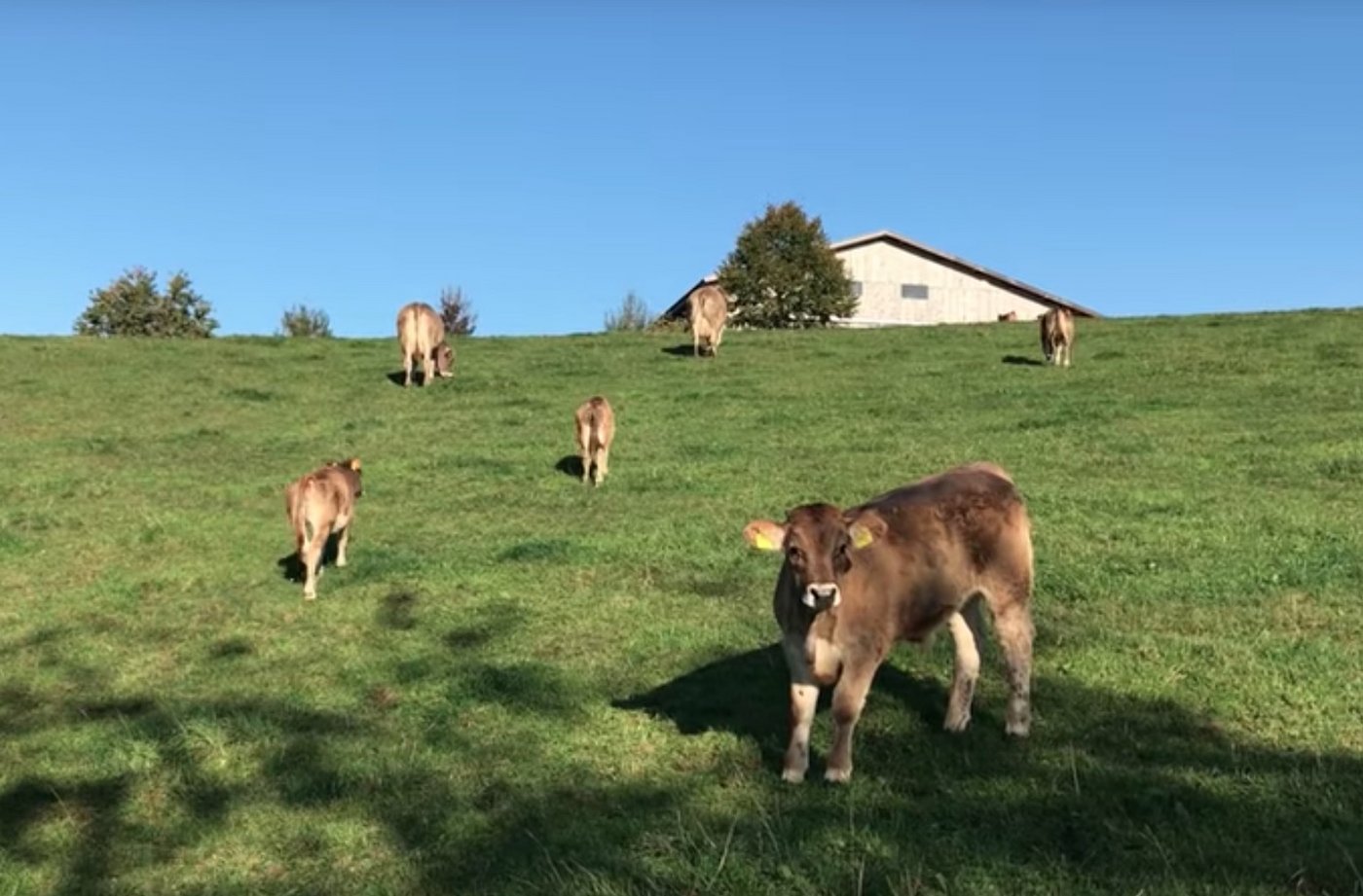 Coop setzt verstärkt auf Natura-Veal. (Bild Screenshot BauZ)