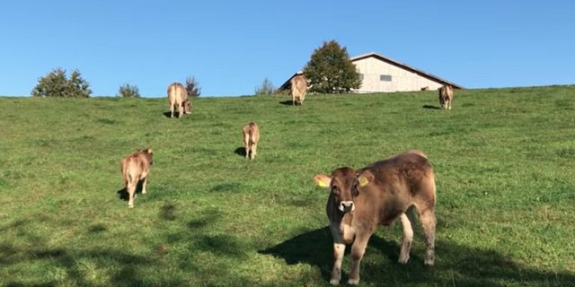 Coop setzt verstärkt auf Natura-Veal. (Bild Screenshot BauZ)