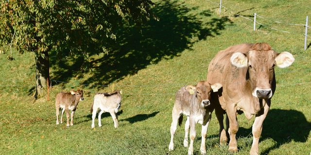 Labels wie Natura-Veal werden im Markt preislich zu teuer positioniert, so das Ergebnis einer Recherche des Schweizer Tierschutzes STS. (Bild akr)