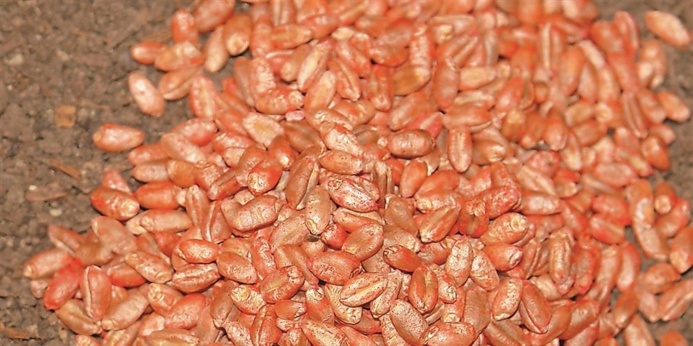 Trotz anderslautender Befürchtungen: Die Versorgung mit Getreidesaatgut für die kommende Aussaat sei gesichert, so der Schweizer Saatgutproduzentenverband. (Bild: Katharina Scheuner)