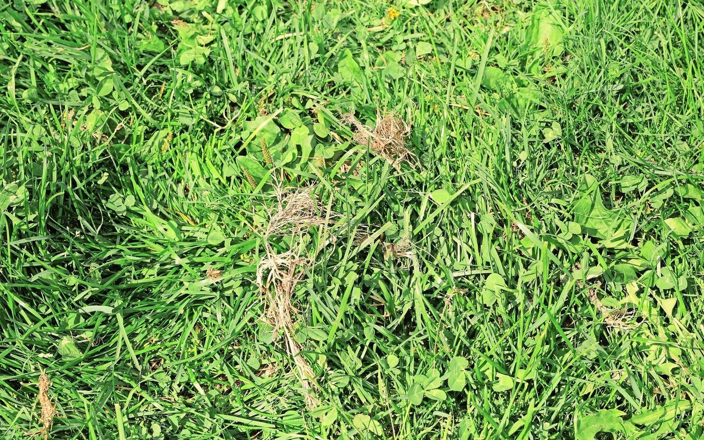 Die Kühe reissen unerwünschte Gräser, wie das gemeine Rispengras aus und lassen sie verdorren. 