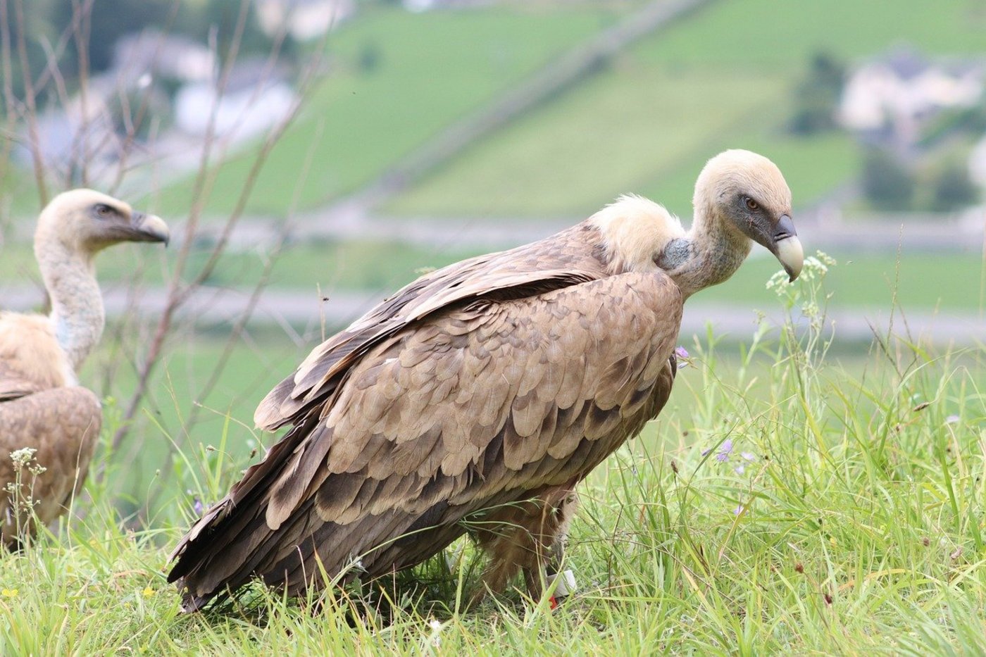 Gänsegeier erreichen Spannweiten von über 2,5 Metern und entsorgen – im Normalfall – die Kadaver toter Tiere. Übrig bleiben nur Haut und Knochen. (Bild Pixabay)