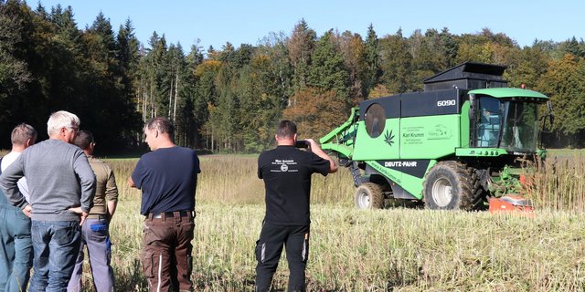 Hanfernte in Waldhäusern: Für die hochgewachsenen Pflanzen fuhr ein spezieller Vollernter ins Feld. Ein spannender Moment für die beteiligten Bauern. (Bild Ruth Aerni)