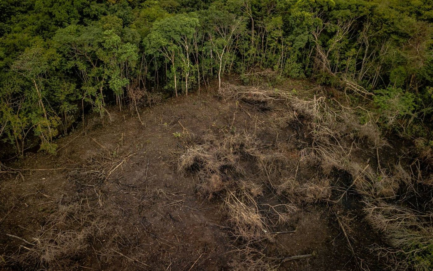 Schokolade statt Regenwald: Der Kakao-Fussabdruck der Schweiz macht drei Prozent des globalen Kakao-Fussabdrucks aus. (Bild WWF)