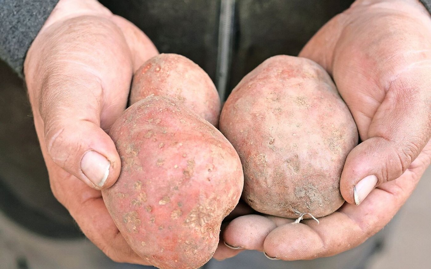 Die rotschalige Cereza überzeuge dank ihrer Kraut- und Knollenfäuleresistenz und ihrem Geschmack.  