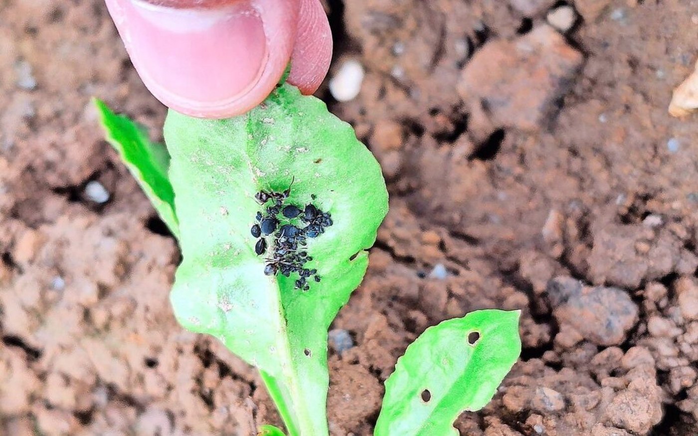 Die Schwarzen Blattläuse saugen an der Blattunterseite der Rüben. Befallene Blätter sehen oftmals deformiert aus.