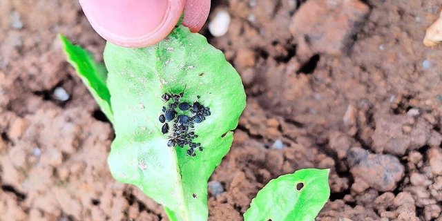 Die Schwarzen Blattläuse saugen an der Blattunterseite der Rüben. Befallene Blätter sehen oftmals deformiert aus.