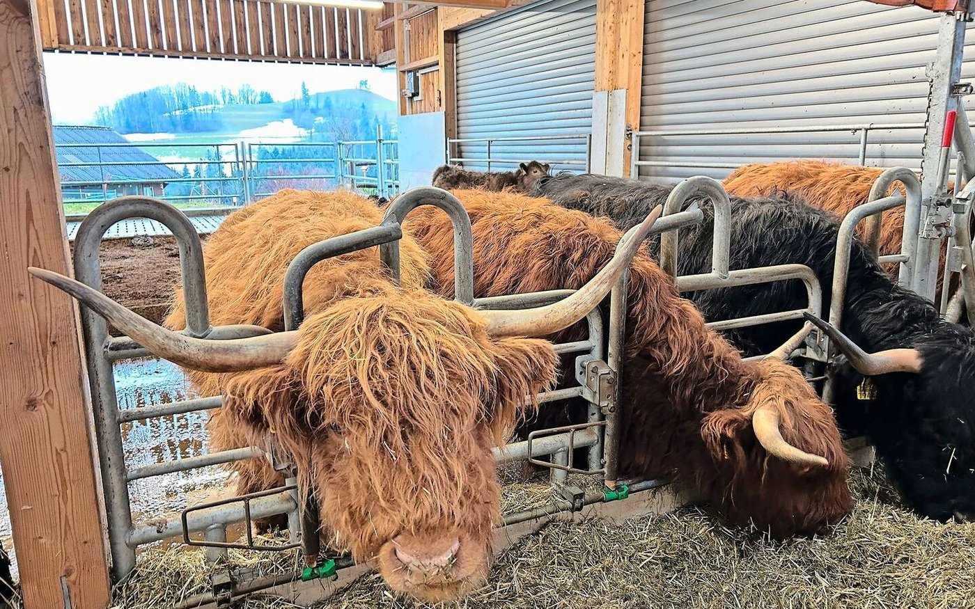 Zum Betrieb gehören ein halbes Dutzend schottische Hochlandrinder