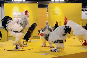 Der unterschätzte Vogel: Ein Museum voller Hühner Die Vielfalt an Hühnerrassen gilt als Basis der Züchtung moderner Hochleistungshühner.(Bild zVg)