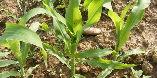 Mit der Sandstrahltechnik kann laut USDA-Forschern Unkraut bekämpft werden. (Bild Emilian Robert Vicol/Public Domain)