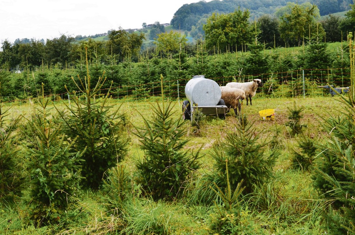 Shropshire-Schafe eignen sich für die Beweidung in Christbaumkulturen.  (Bilder Isabelle Schwander)
