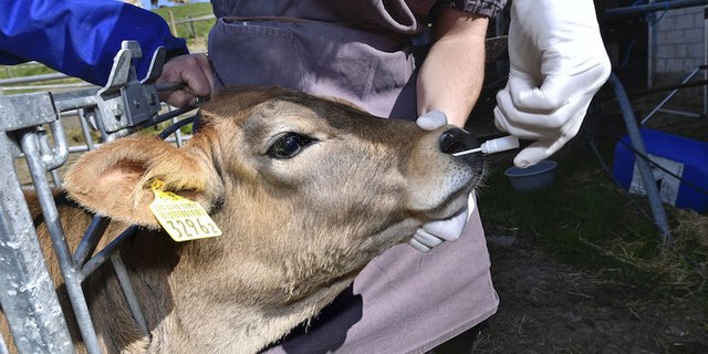 Bei ihren monatlichen Besuchen führten die Wissenschaftlerinnen und Wissenschaftler umfangreiche Gesundheitschecks bei den Kälbern durch. (Bild NFP 72, Peter Mosimann)