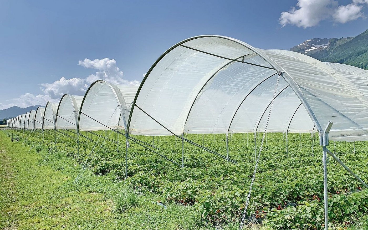 Folientunnel, auf dem Bild für den Erdbeeranbau, dürfen nur mit Bewilligung während der ganzen Vegetationszeit stehen bleiben.  