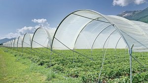 Folientunnel, auf de Folientunnel, auf dem Bild für den Erdbeeranbau, dürfen nur mit Bewilligung während der ganzen Vegetationszeit stehen bleiben.