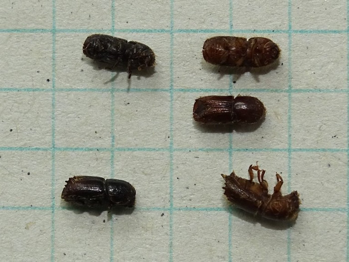 Die beiden schwarzen Buchdrucker links haben überwintert, die drei braunen Borkenkäfer rechts stammen aus der ersten neuen Generation 2018. (Thomas Gelbhaar/Oberforstamt AI)