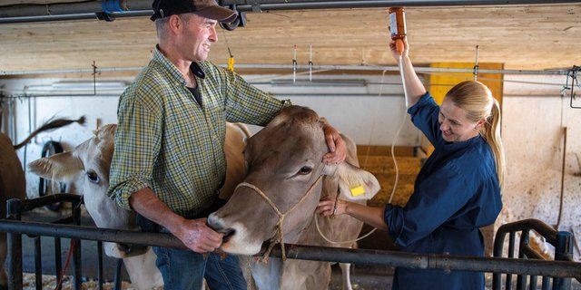 Ist die Ketose akut, setzt die Tierärztin eine Glukose-Sorbitol-Infusion. Die Folgebehandlung: In der Regel fünf Tage Propylenglykol oder Natriumpropionat. Dies führt der Leber Energie zu, mindert den Abbau von Körperfett und die Anhäufung von Ketonkörpern. Bild: Gian Vaitl