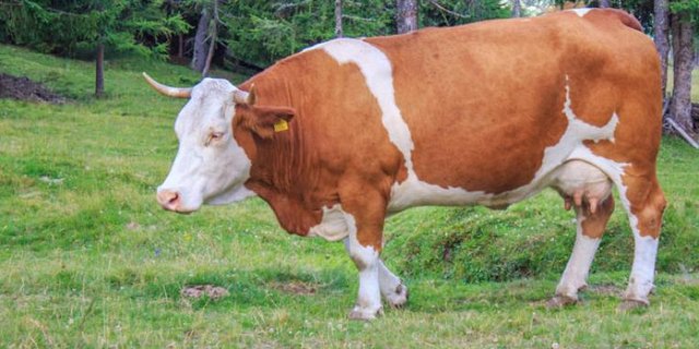 cow-pixabay1.jpg
