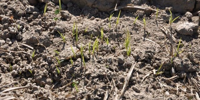 Erdmandelgras - eine frühzeitige Erkennung ist für eine erfolgreiche Bekämpfung entscheidend. (Bild: zVg)