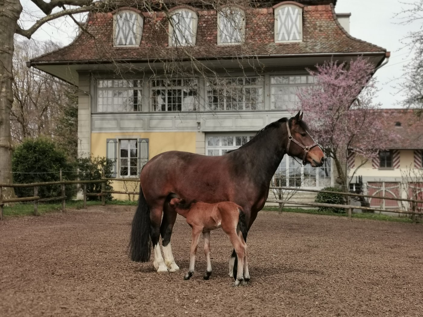 Ein Fohlen, das geboren wird, sollte geplant werden, will man die Inzuchtproblematik beim Freiberger nicht weiter ansteigen lassen. (Bild Simone Barth)