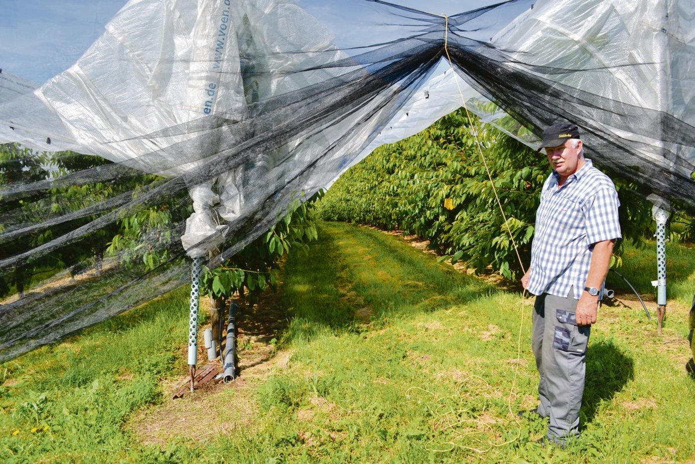 Die Seiten-Netze bedeuten zwar einen Mehraufwand, da man sie installieren und jeweils öffnen und schliessen muss, aber dafür ist die Kultur ohne Insektizid-Einsatz geschützt. Im Hintergrund eine Gelbfalle zur Überwachung der Kirschenfliege.(Bild jsc)
