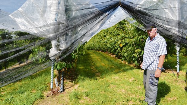 Die Seiten-Netze bedeuten zwar einen Mehraufwand, da man sie installieren und jeweils öffnen und schliessen muss, aber dafür ist die Kultur ohne Insektizid-Einsatz geschützt. Im Hintergrund eine Gelbfalle zur Überwachung der Kirschenfliege.(Bild jsc)