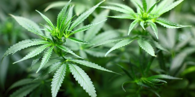 In Kanada soll Cannabis legalisiert werden. (Bild Pixabay)