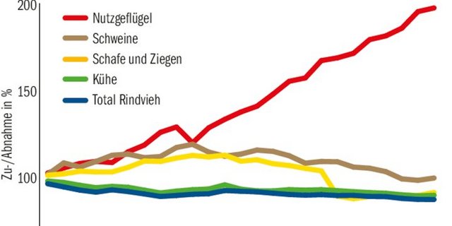 Die Tierzahlen nehmen tendenziell ab, grosse Ausnahme bleibt wegen steigender Nachfrage die Nutzgeflügel-Kategorie.