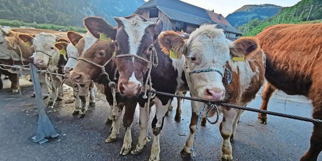 Der Blick ins Maul ist künftig nicht mehr nötig. Die Schlachtviehkategorien werden ab Neujahr nach Kalender bestimmt.