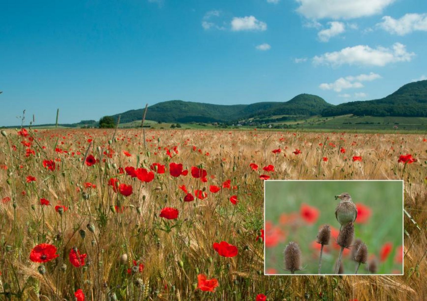 Die Veranstaltung zeigt auf welche Vorteile die Vielfalt bringen kann. (Bild Programm Schweizerische Vogelwarte)