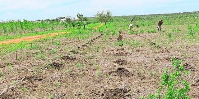 Auf dem Hof werden neue Kaffeebäume gepflanzt, es ist eine besondere Sorte. Die Jungpflanzen haben Hélène Besson und ihr Team in der eigenen Baumschule gezogen.