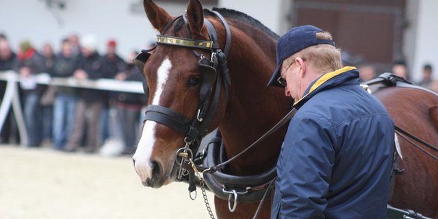 Der Stationstest am Eidgenössischen Gestüt sei zu teuer, zu kurz und zu hart. Darüber scheinen sich viele Züchter einig. (Symbolbild: sb)
