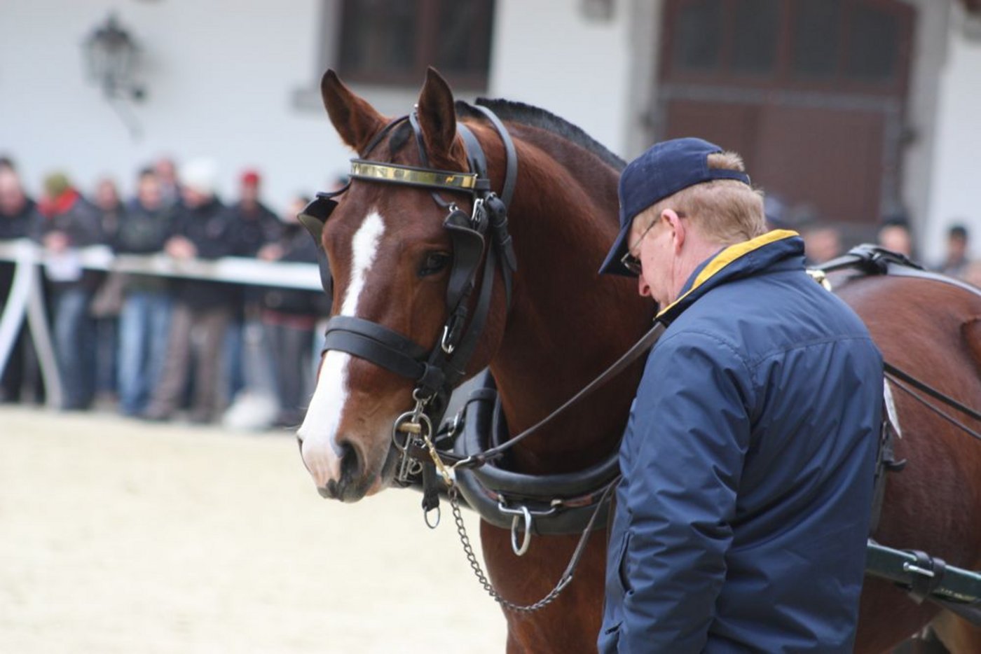 Der Stationstest am Eidgenössischen Gestüt sei zu teuer, zu kurz und zu hart. Darüber scheinen sich viele Züchter einig. (Symbolbild: sb)