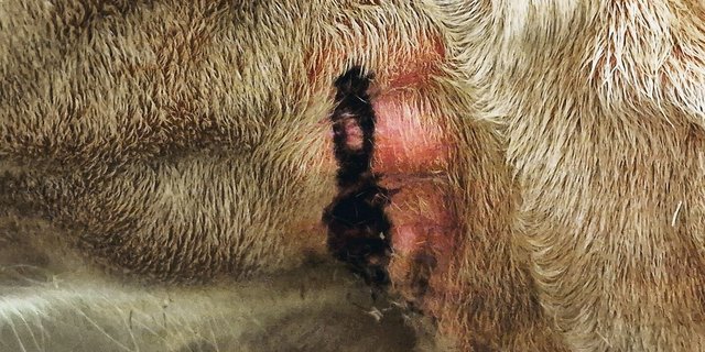 Euterspalt-Ekzeme sind vermehrt bei älteren Tieren zu beobachten, sie können jucken, schmerzen oder auch bluten. Im schlimmsten Fall führen sie zum Tod. 