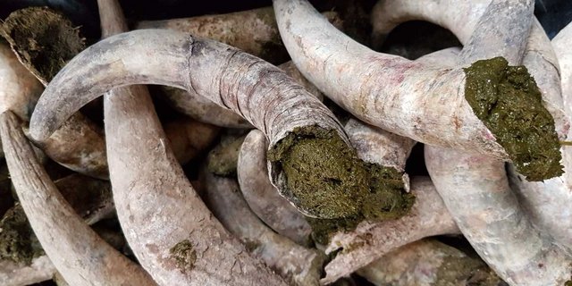 Im Demeter-Landbau werden Hornpräparate eingesetzt. Bild: zVg